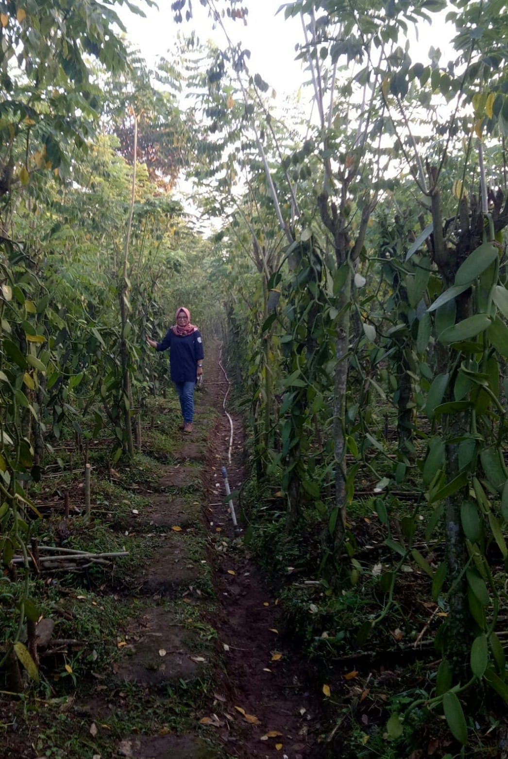 支柱に絡んだバニラの蔓が両側に続く畑の道を歩く、契約農園の生産者